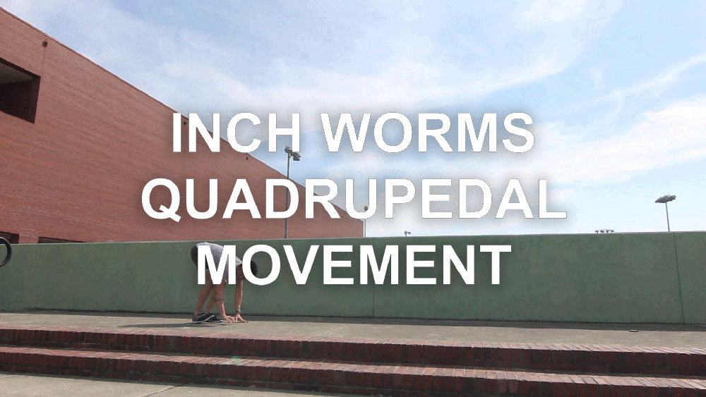 Inchworm Quadrupedal Movement